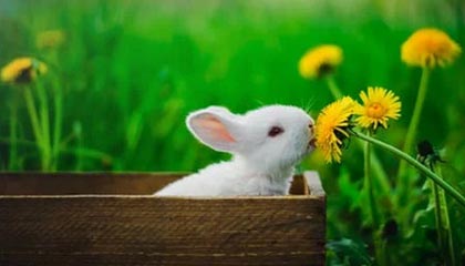 开云入口-LCK赛事与传统体育跨界合作，lck联赛百度百科